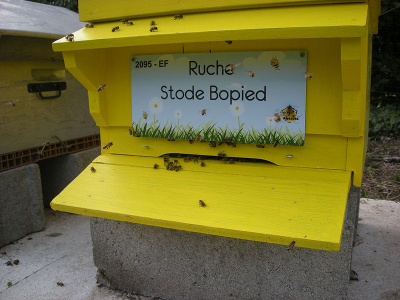 La ruche Stode Bopied